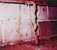 Basement wall with termites